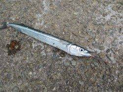 夏休み！田ノ浦でサヨリ♪小サバ☆４日ＲＴ