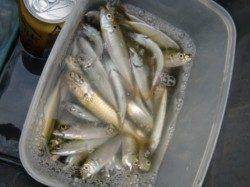 【大変よく釣れてます】南芦屋浜リアルタイム