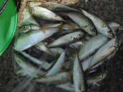 【サビキ満喫】鳴尾浜臨海海釣り広場（６日）