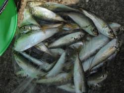 【サビキ満喫】鳴尾浜臨海海釣り広場（６日）…