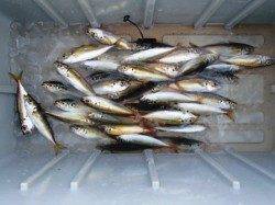 小アジに豆アジ♪泉大津RT。6日夕方