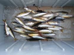 小アジに豆アジ♪泉大津RT。6日夕方