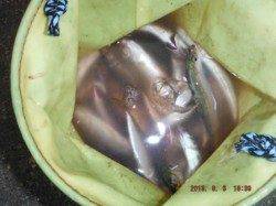 【雨が降っても、サビキ釣り絶好調～♪】南芦屋