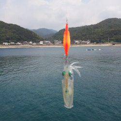 見草でエギング、新小のサイトフィッシングもできました