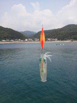 見草でエギング、新小のサイトフィッシングもできました