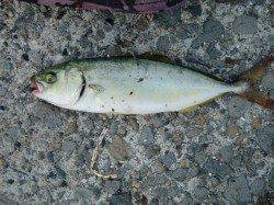 【青物の気配？？】南芦屋浜リアルタイム