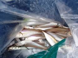 お父さん大忙し!!　泉大津ＲＴ　9日あさ