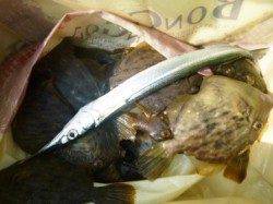 お盆は食コンでサビキ釣り