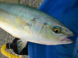 【予想的中・青物だ】南芦屋浜リアルタイム