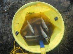 アジ爆釣♪全域ＯＫです☆泉大津RT10日・朝