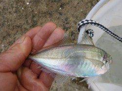 朝の北公園のタコも！