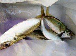 サビキ・ハゲ釣りが面白い★食コンリアル