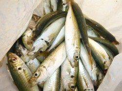 神戸空港　タチウオとシオ確認