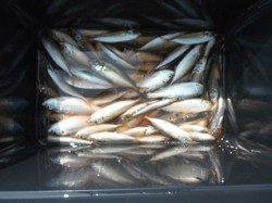 アジ好調！鳴尾海づり広場RT