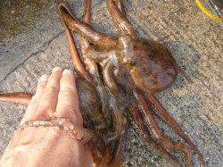 北公園　ガシラも好調に