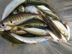 小野浜　３種類のアジ回っています