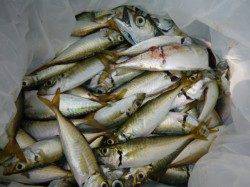 兵突　ぜひともサビキ＆キスで・・・