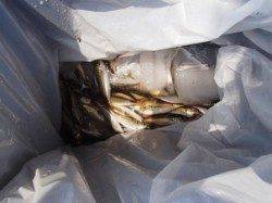 なぎさでアジにキス♪　泉大津RT10日昼