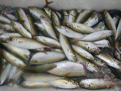 楽しい楽しい兵突の釣り!