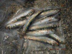 【サヨリも釣れた♪】南芦屋浜