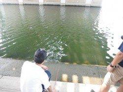 むこがわのテナガエビRT