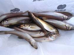 ◇アジ好調警報発令中２◇泉大津夕方RT１０…