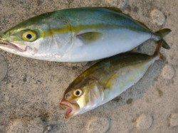 空港　ツバス筆頭に魚種豊富