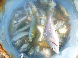 泉佐野食コン　リアルタイム♪