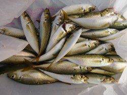 兵突　サビキ＆ちょい投げです