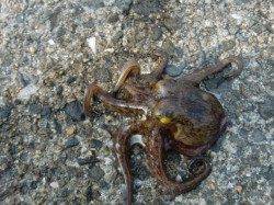 【アジのサイズＵＰ!?】南芦屋浜リアルタイム