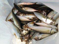 【暑い!けどサビキはパラパラ釣れる】南芦屋浜