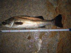 【芦屋の夜釣り】すごい釣果です♪♪