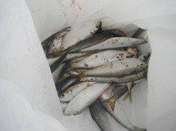 アジＭＡＸパワー炸裂！泉大津RT・13日朝