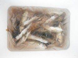 早朝にアジ好調!鳴尾海づり広場RT