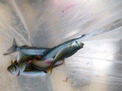 【サヨリが激アツ】アジュール舞子ＲＴ