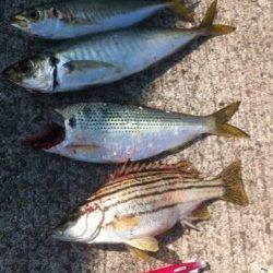 青岸でコノシロ!太刀魚の情報も!13日RT