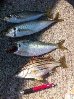 青岸でコノシロ!太刀魚の情報も!13日RT