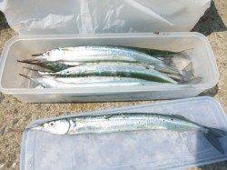 サヨリ好調、アジュール舞子ＲＴ