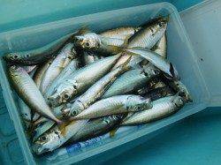 【サビキなら芦屋浜♪】南芦屋浜リアルタイム