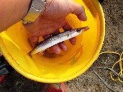 花市場前で１種目追加15日朝ＲＴ泉大津店