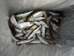 早朝にアジ好調♪鳴尾海つり広場RT