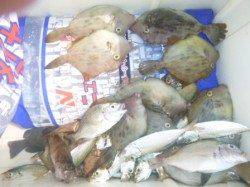 アジ★カワハギが♪食コンりある