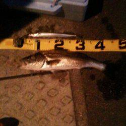 本荘人工島、ウキ釣りでハネ50cm！