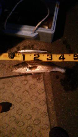 本荘人工島、ウキ釣りでハネ50cm！