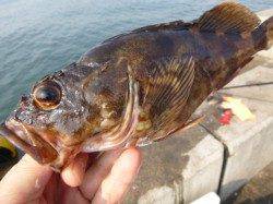 兵庫突堤　アジ＆大ガシラ