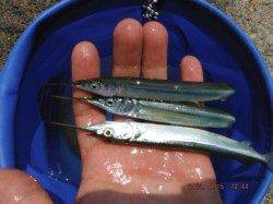 【サヨリやハゼも狙えます♪】南芦屋浜