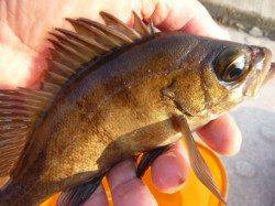 空港　良型メバル、タチウオ