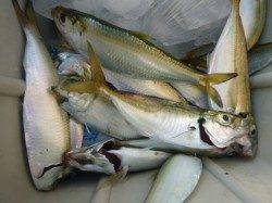 北公園　ガシラも動き出す