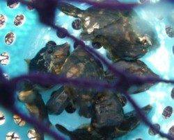 食コン★中アジにキス、ハゲなど