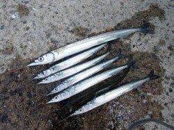 サヨリ狙えますよ♪ 泉大津RT 17日ひる